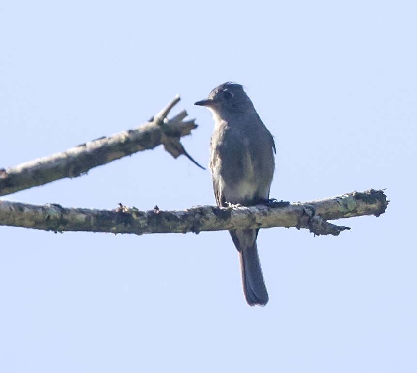 image Smoke-colored Pewee